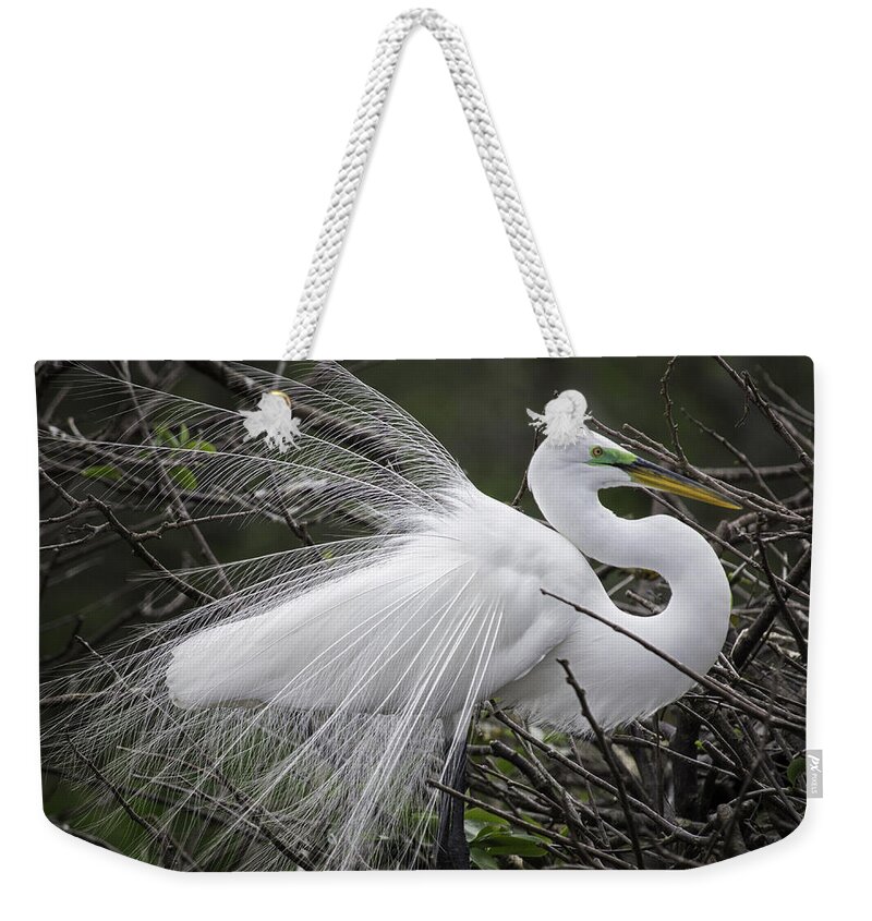 Florida Weekender Tote Bag featuring the photograph Great Egret Preening by Fran Gallogly