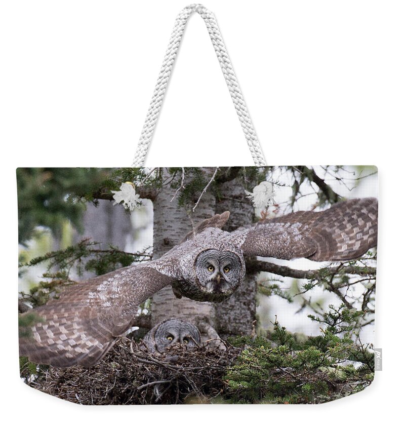 Great Gray Owl Weekender Tote Bag featuring the photograph Great Gray Owl Nest by Max Waugh