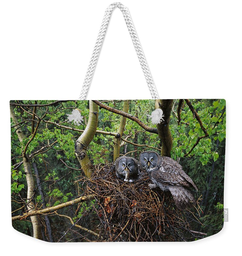 Feb0514 Weekender Tote Bag featuring the photograph Great Gray Owl Pair Nesting by Michael Quinton