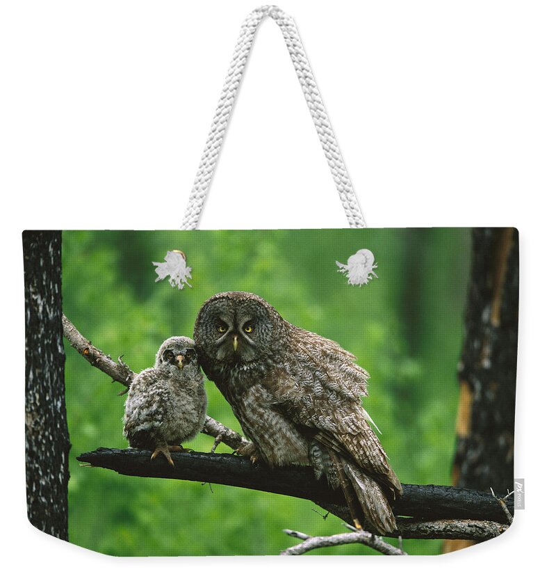 Feb0514 Weekender Tote Bag featuring the photograph Great Gray Owl With Chick Saskatchewan by Tom Vezo
