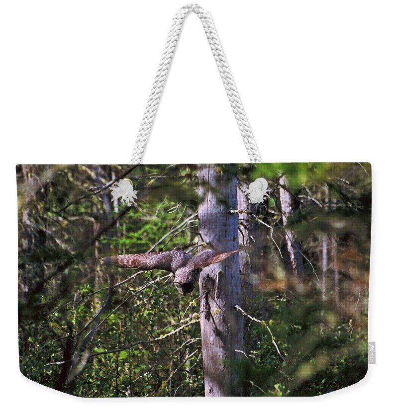 Owl Weekender Tote Bag featuring the photograph Great Grey Owl Pounces by David Porteus