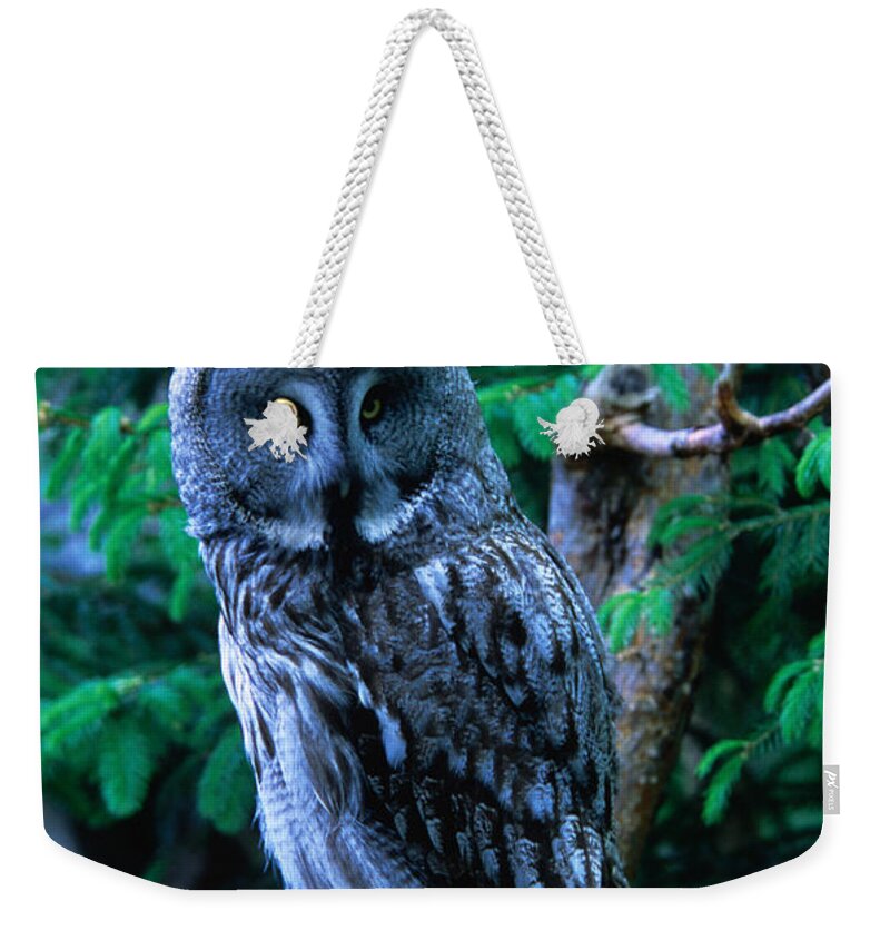 Wind Weekender Tote Bag featuring the photograph Great Grey Owl Strix Nebulosa In by Anders Blomqvist