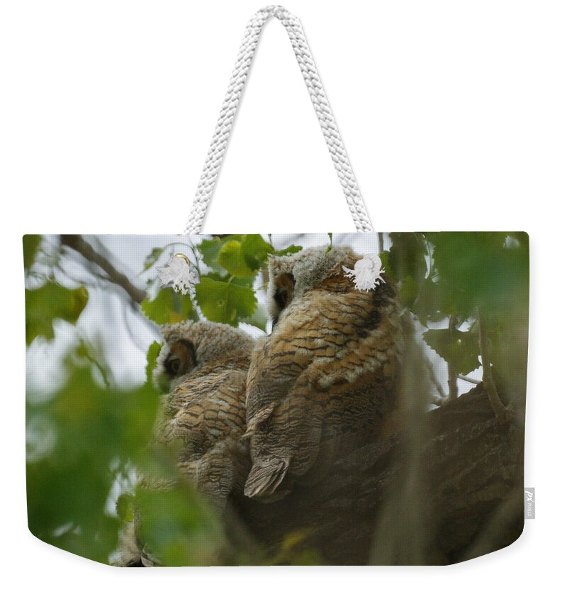 Birds Weekender Tote Bag featuring the photograph Great Horned Owlets 5 20 2011 by Ernest Echols