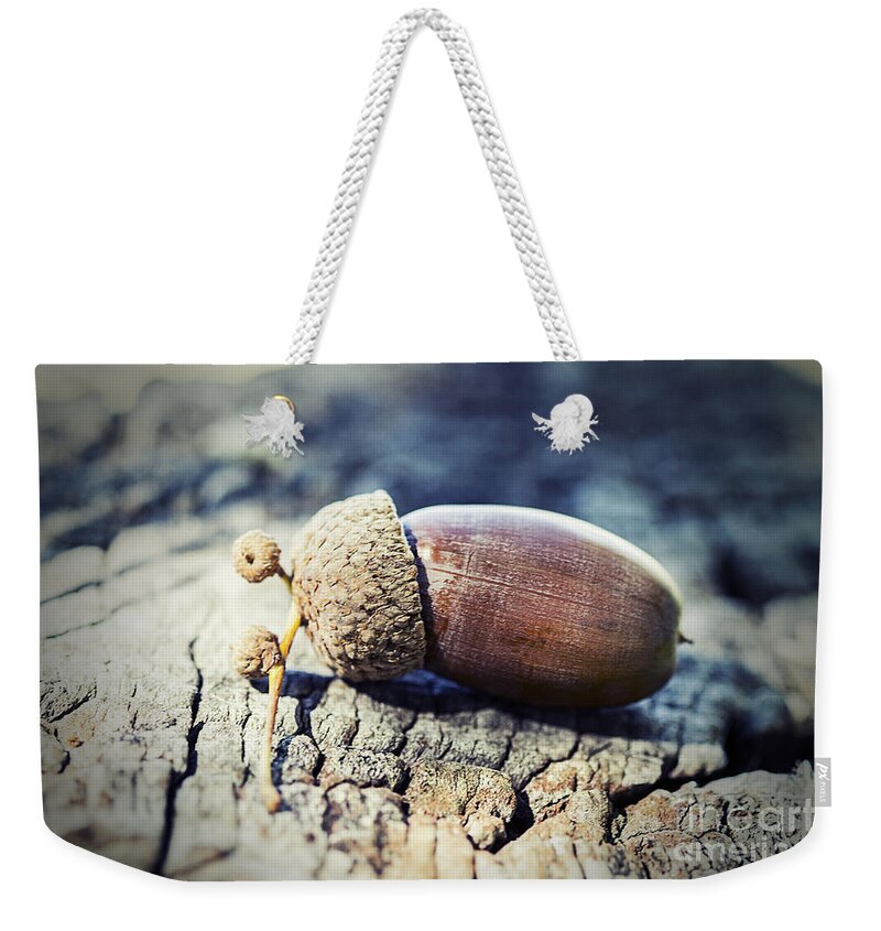 Acorn Weekender Tote Bag featuring the photograph Great oaks from little acorns grow by Linda Lees