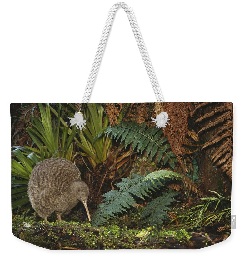 Feb0514 Weekender Tote Bag featuring the photograph Great Spotted Kiwi Male In Rainforest by Tui De Roy