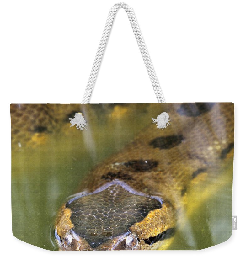 Anaconda Weekender Tote Bag featuring the photograph Green Anaconda Eunectes Murinus by Steve Cooper