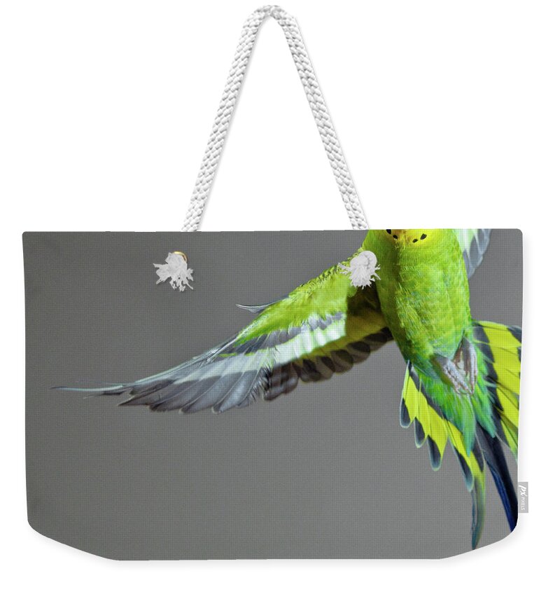 Animal Themes Weekender Tote Bag featuring the photograph Green Budgerigar In Flight by Wild Horse Photography