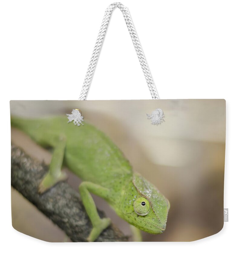 Chameleon Weekender Tote Bag featuring the photograph Green Chameleon by Heather Applegate