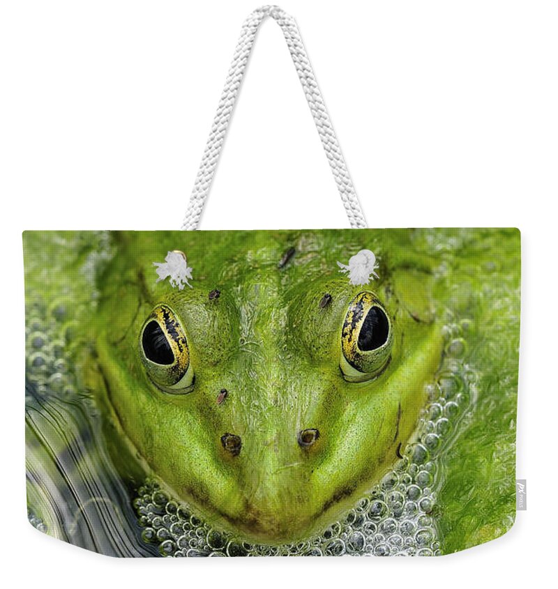 Frog Weekender Tote Bag featuring the photograph Green Frog by Matthias Hauser