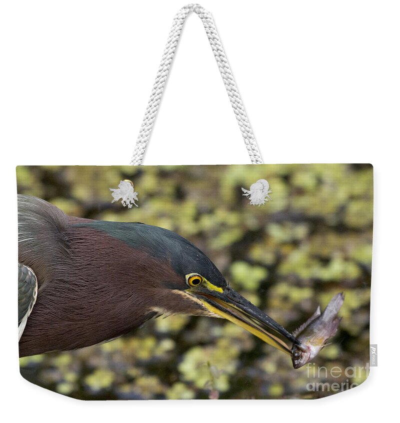 Green Heron Weekender Tote Bag featuring the photograph Green Heron Fishing by Meg Rousher
