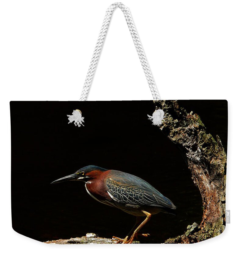 Green Heron Weekender Tote Bag featuring the photograph Green Heron by Stuart Harrison