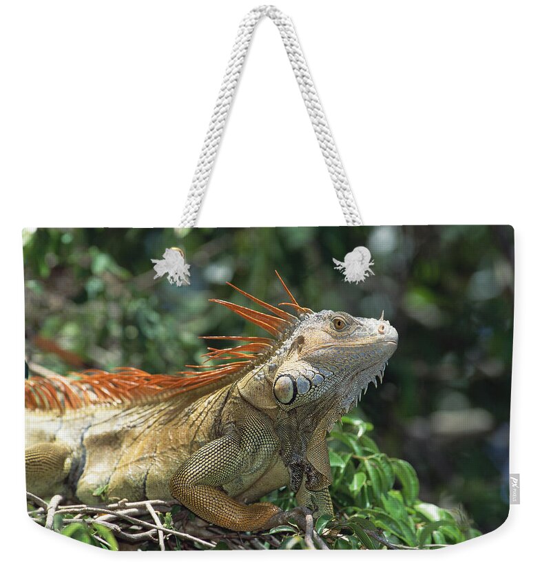 Feb0514 Weekender Tote Bag featuring the photograph Green Iguana Male Portrait Central by Konrad Wothe