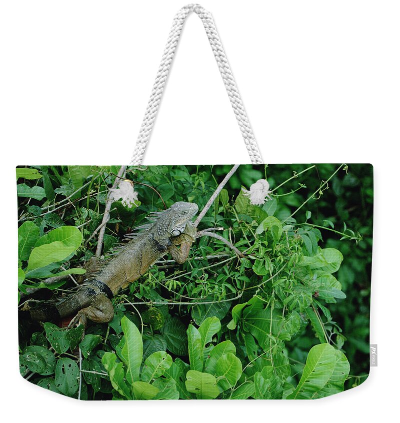 Feb0514 Weekender Tote Bag featuring the photograph Green Iguana Sunning In The Rainforest by Mark Moffett