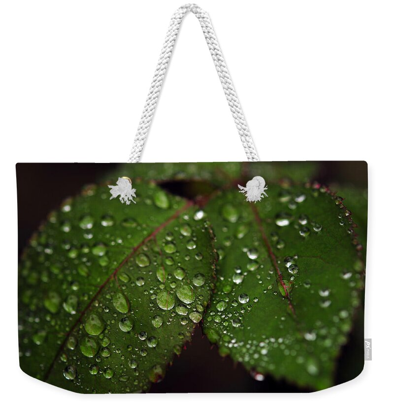  Leaves Weekender Tote Bag featuring the photograph Green Leaves by Dragan Kudjerski