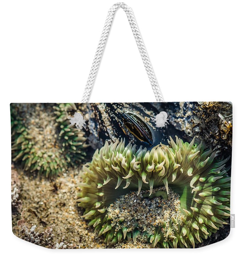 Anemone Weekender Tote Bag featuring the photograph Green Sea Anemone by Linda Villers