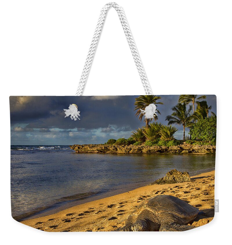 Green Sea Turtle Weekender Tote Bag featuring the photograph Green Sea Turtle at Sunset by Douglas Barnard