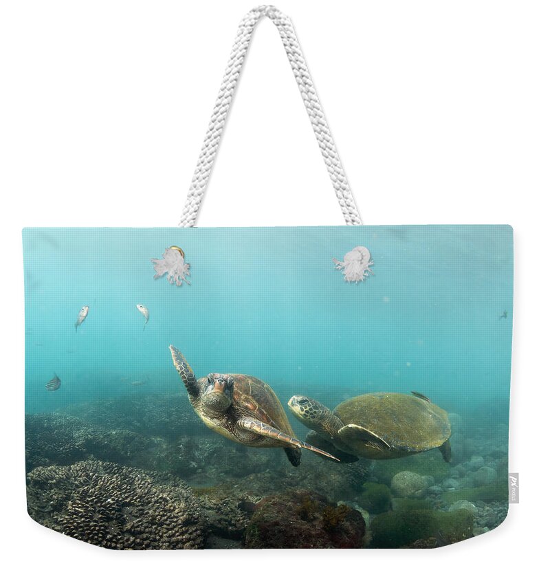 536793 Weekender Tote Bag featuring the photograph Green Sea Turtle Pair Galapagos Islands by Tui De Roy