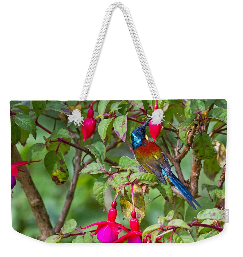 Aethopyga Weekender Tote Bag featuring the photograph Green-tailed Sunbird A. Nipalensis by Bob Kennett