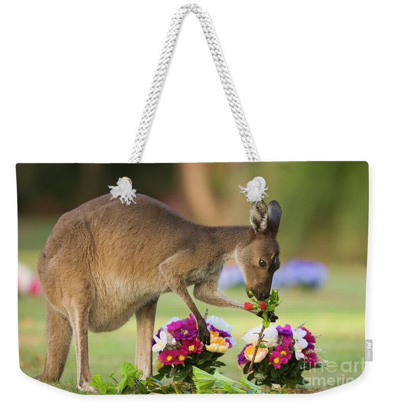 00451879 Weekender Tote Bag featuring the photograph Grey Kangaroo Eating Graveyard Flowers by Yva Momatiuk and John Eastcott