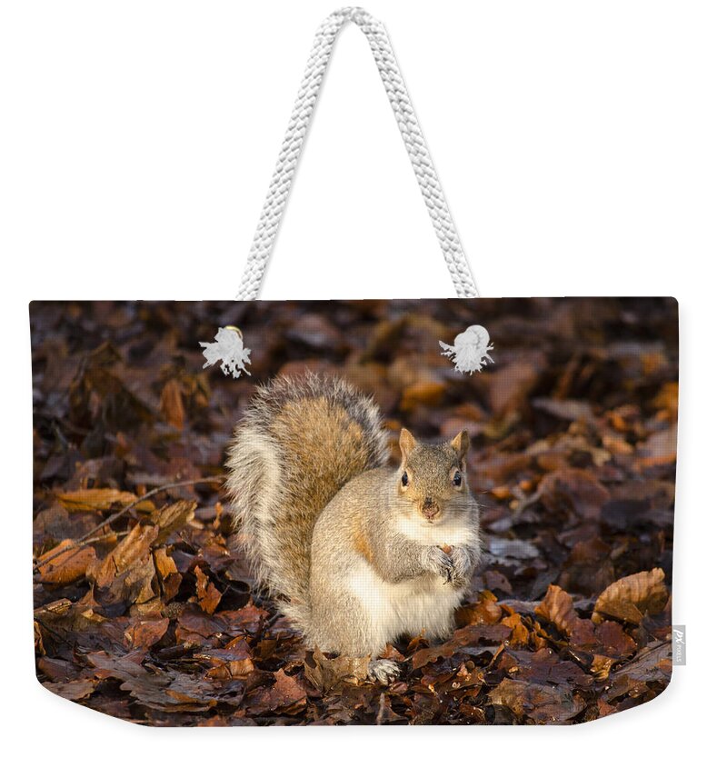 Squirrel Weekender Tote Bag featuring the photograph Grey squirrel by Spikey Mouse Photography