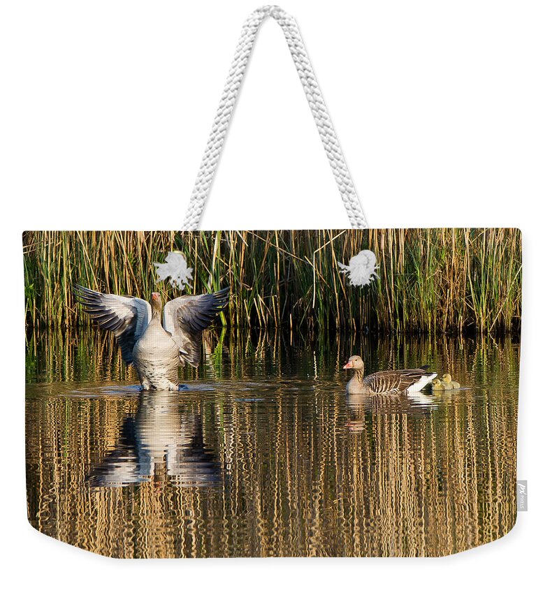 Greylag Goose Family Weekender Tote Bag featuring the photograph Greylag goose family by Torbjorn Swenelius