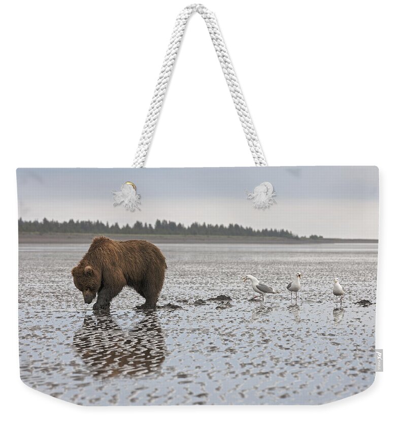 536572 Weekender Tote Bag featuring the photograph Grizzly Bear Hunting Clams Lake Clark by Ingo Arndt