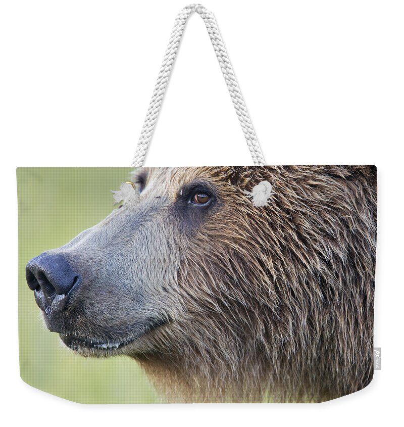 Richard Garvey-williams Weekender Tote Bag featuring the photograph Grizzly Bear Lake Clark Np Alaska by Richard Garvey-Williams