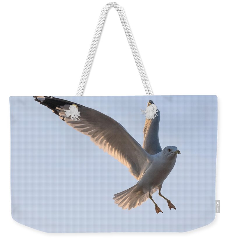 Gull Weekender Tote Bag featuring the photograph Gull Ready to Land by Holden The Moment