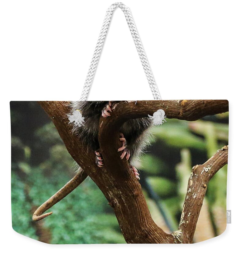 Opossum Weekender Tote Bag featuring the photograph Hang In There Baby by John Haldane