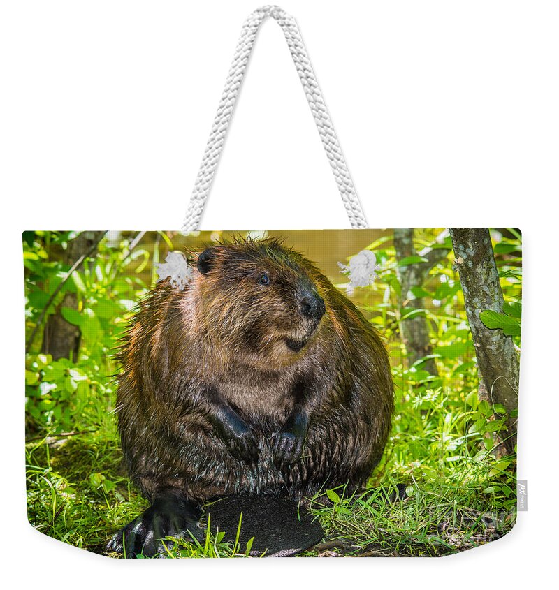 Smiling Weekender Tote Bag featuring the photograph Happy Beaver by Cheryl Baxter