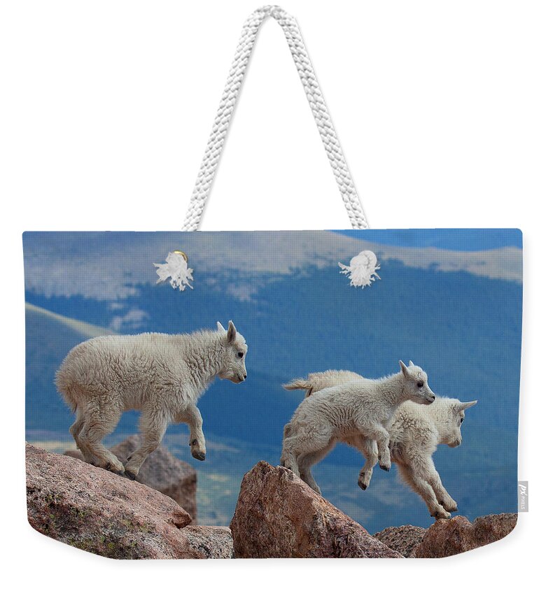 Mountain Goats; Posing; Group Photo; Baby Goat; Nature; Colorado; Crowd; Baby Goat; Mountain Goat Baby; Happy; Joy; Nature; Brothers Weekender Tote Bag featuring the photograph Happy Landing by Jim Garrison