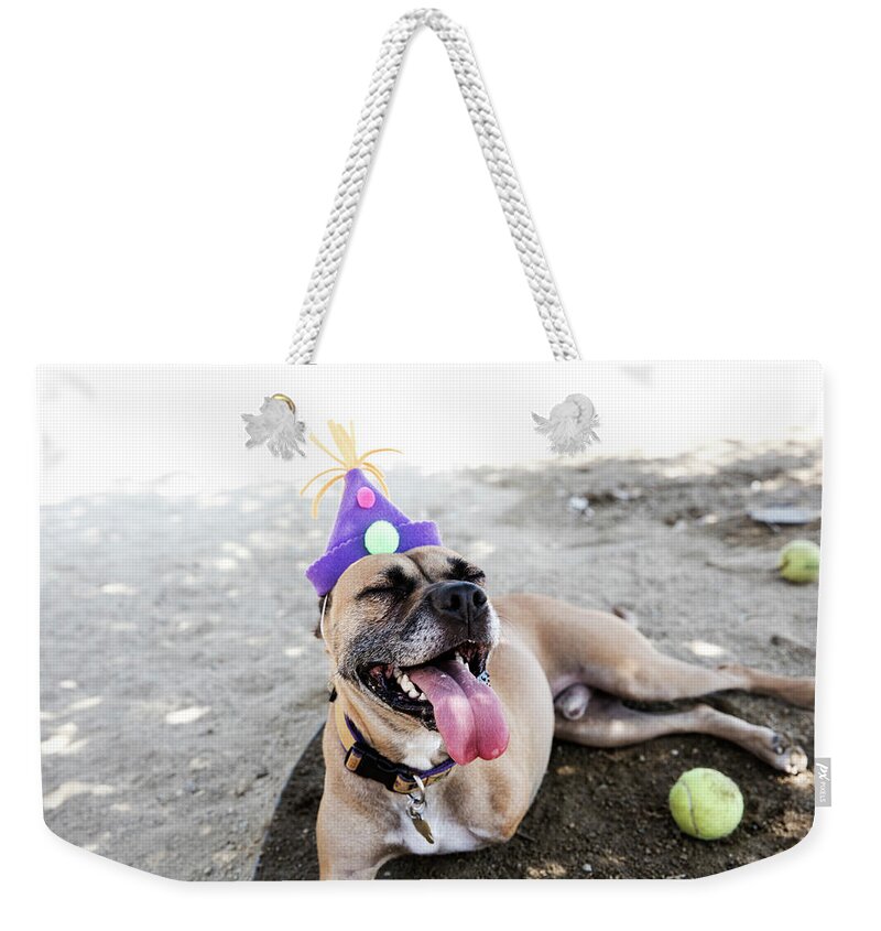 Pets Weekender Tote Bag featuring the photograph Happy Tripod Boxer Mix With A Birthday by Amandafoundation.org