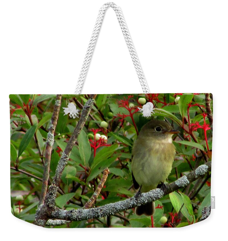 Bird Weekender Tote Bag featuring the photograph Hardly the least Least Flycatcher by Kimberly Mackowski