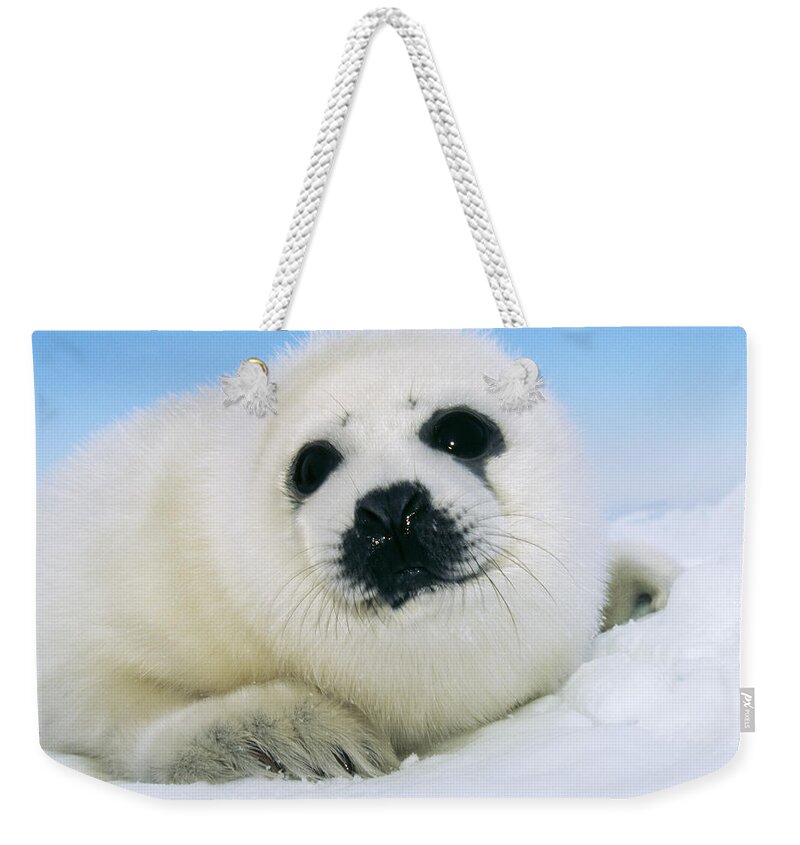Harp Seal Weekender Tote Bag featuring the photograph Harp Seal Pup by M. Watson