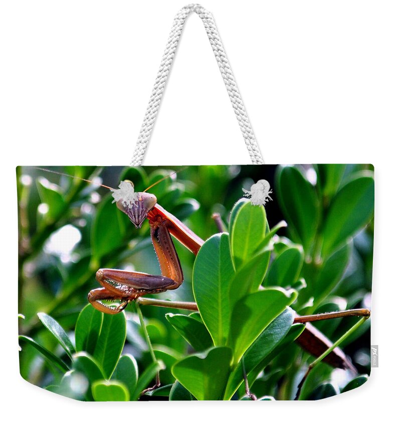 Insect Praying Mantis Green Brown Weekender Tote Bag featuring the photograph Have You Prayed Today by Gail Butler
