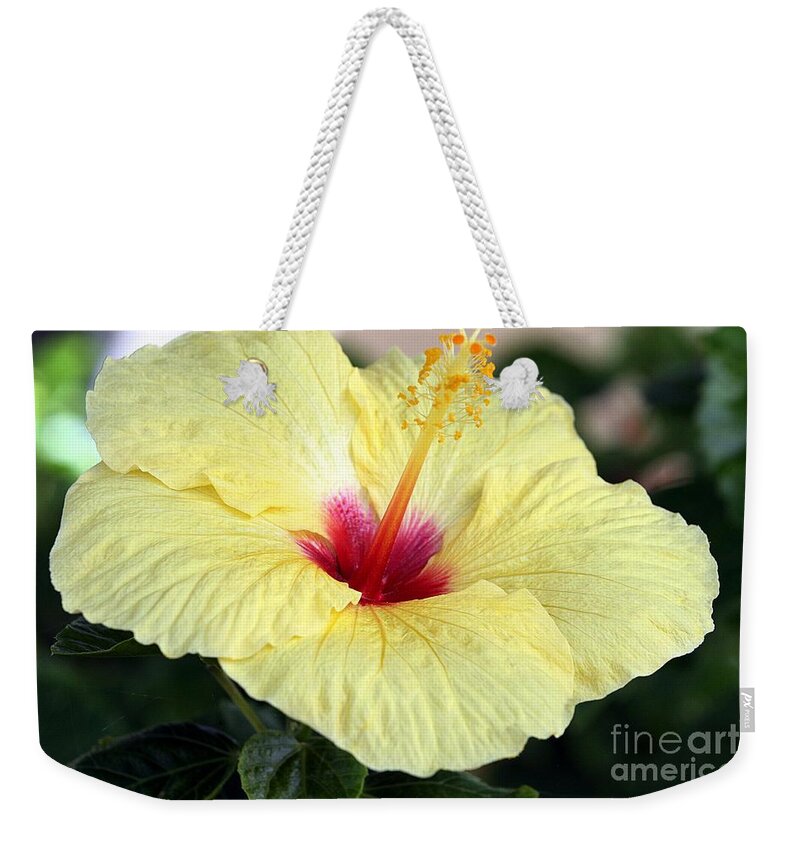 Yellow Hibiscus Weekender Tote Bag featuring the photograph Hawaii's Yellow Hibiscus by Elizabeth Winter