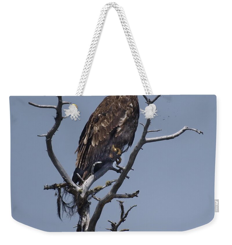 Hawk Weekender Tote Bag featuring the photograph Hawk Eye by Vivian Martin