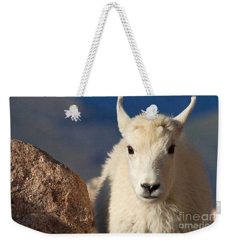 Baby Goat Weekender Tote Bag featuring the photograph Head Shot by Jim Garrison