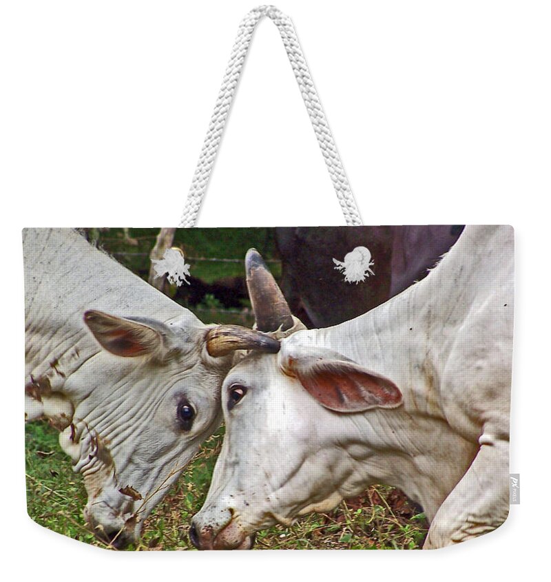 Cows Weekender Tote Bag featuring the photograph Head strong by Jennifer Robin
