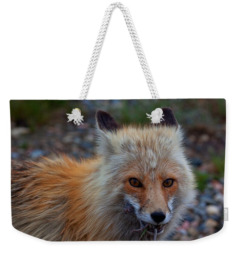 Fox Weekender Tote Bag featuring the photograph Heads or Tails by Jim Garrison