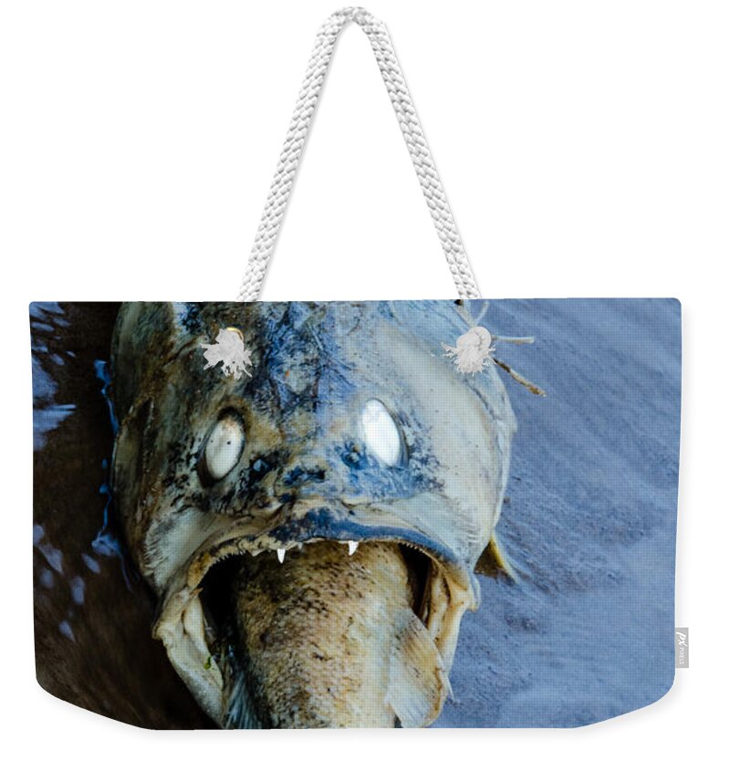 Freidlund Weekender Tote Bag featuring the photograph Heads Or Tails by Paul Freidlund