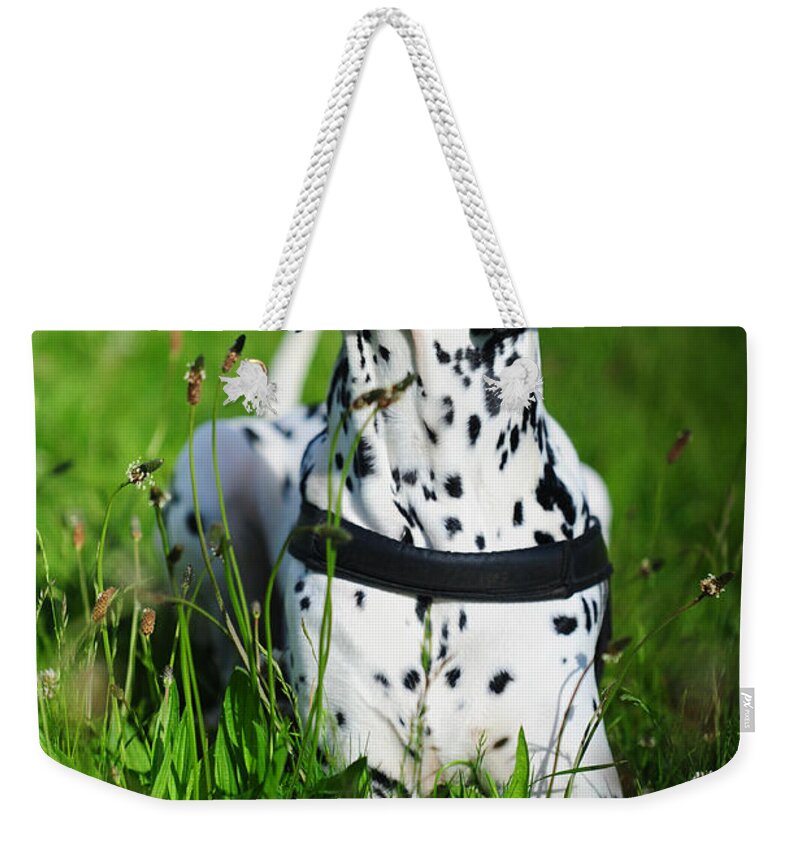 Dalmation Weekender Tote Bag featuring the photograph Heads Up. Kokkie. Dalmation Dog by Jenny Rainbow