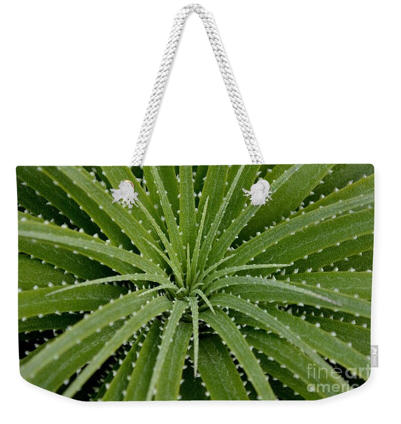 Growth Weekender Tote Bag featuring the photograph Hechtia Argentea by Scott Lyons