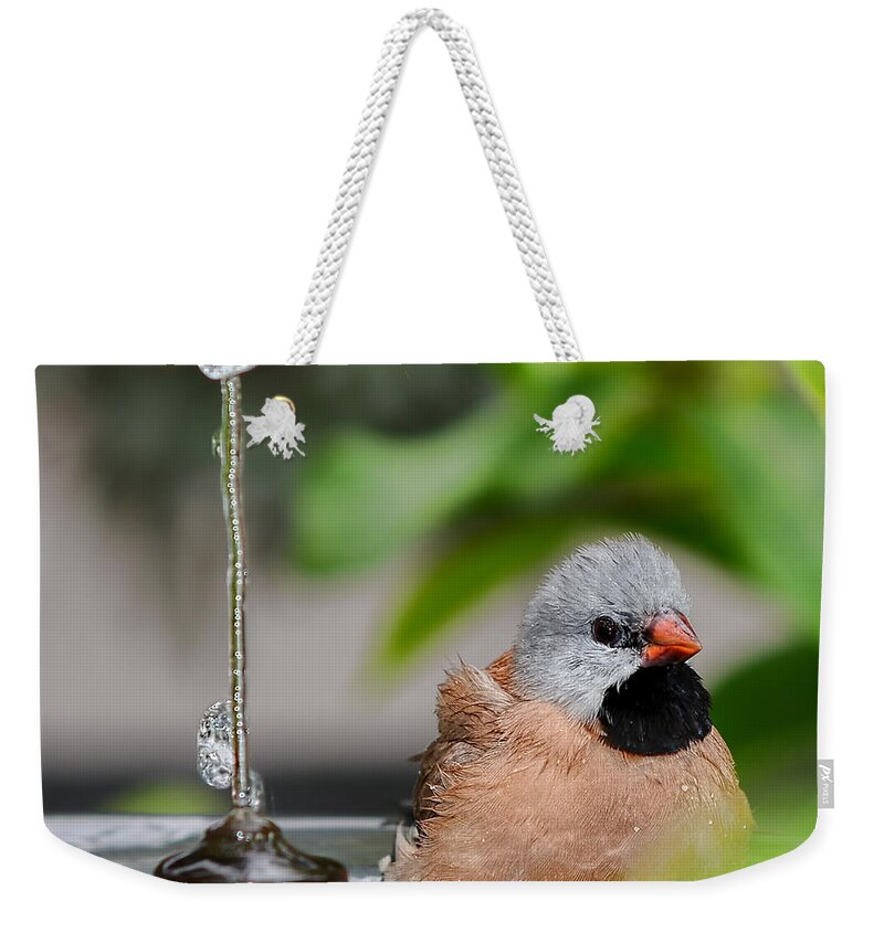 Heck's Grassfinch Weekender Tote Bag featuring the photograph Heck's Grassfinch Bath Time by Olga Hamilton