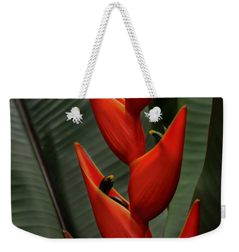 Penny Lisowski Weekender Tote Bag featuring the photograph Heliconia by Penny Lisowski