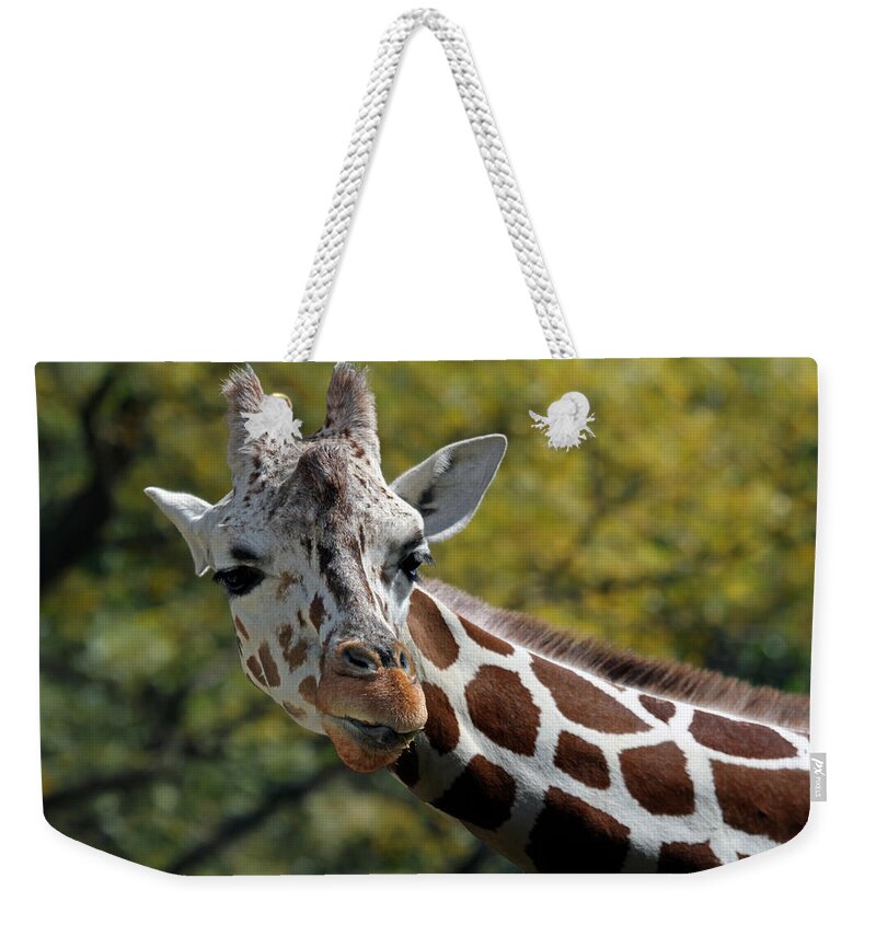 Giraffe Weekender Tote Bag featuring the photograph Hello by Jackson Pearson