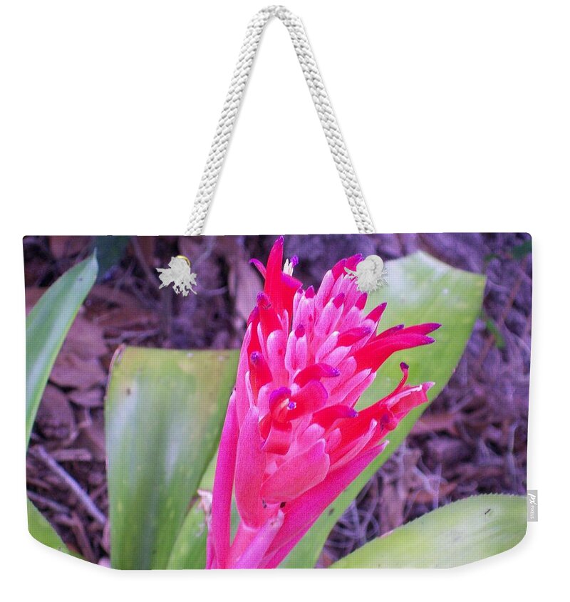 Red Bromeliad Just Starting To Bloom. Weekender Tote Bag featuring the photograph Hello World by Belinda Lee