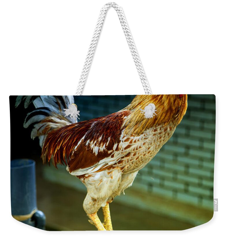 Hen Weekender Tote Bag featuring the photograph Hen On The Wall by Gina Koch