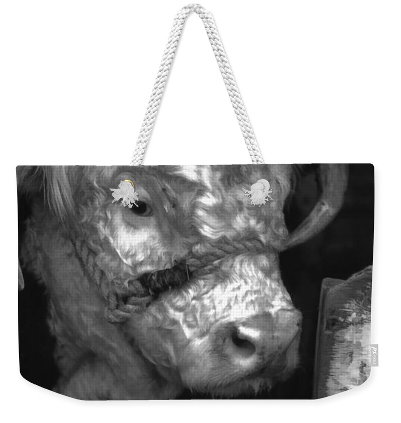 Hereford Cow Weekender Tote Bag featuring the photograph Hereford Bull in black and white by Cathy Anderson