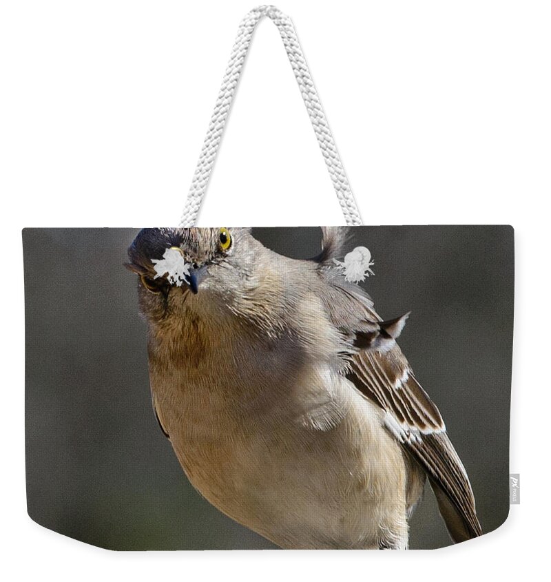 Mockingbird Weekender Tote Bag featuring the photograph Here's looking at you by John Johnson